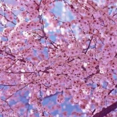 Cherry Blossom Diffuser Oil Refill - The Fragrance Room