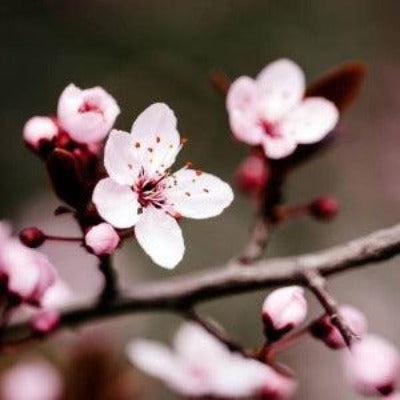 Cherry Blossom Fragrance Oil - The Fragrance Room