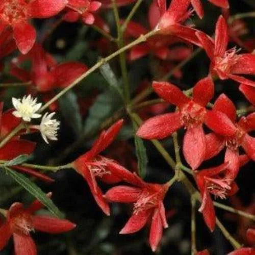 Christmas Bush Diffuser Refill - The Fragrance Room