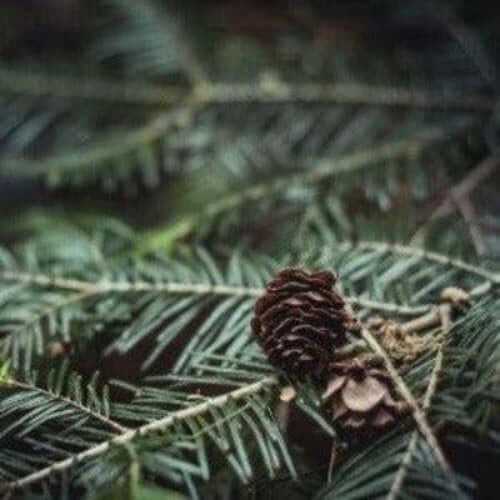 Christmas Tree Fragrance Oil - The Fragrance Room