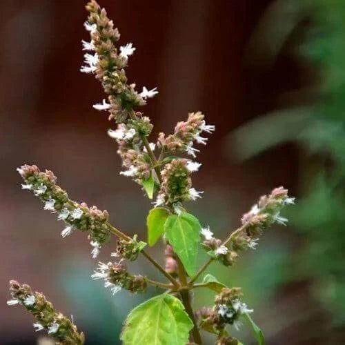 Patchouli Cosmos Fragrance Oil - The Fragrance Room