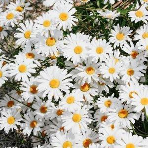 Daisy Fragrance Oil - The Fragrance Room