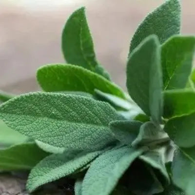 Driftwood & Sage Fragrance Oil - The Fragrance Room