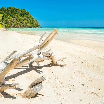 Driftwood Fragrance Oil - The Fragrance Room