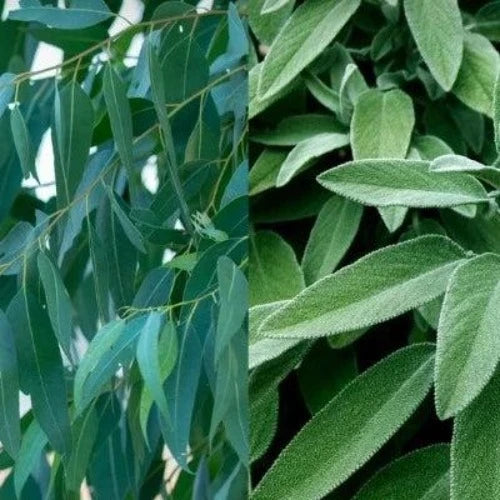 Eucalyptus & Sage Fragrance Oil - The Fragrance Room