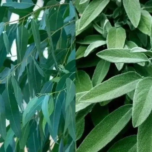 Eucalyptus & Sage Fragrance Oil - The Fragrance Room