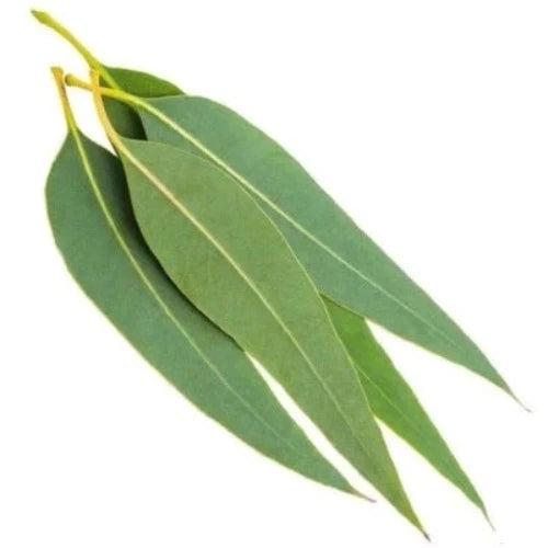 Eucalyptus Fragrance Oil - The Fragrance Room