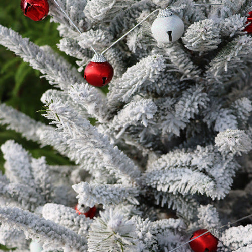 Fresh Fir Fragrance Oil