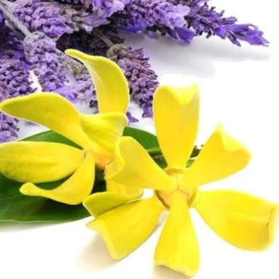 French Lavender Ylang Ylang Natural Fragrance Oil - The Fragrance Room