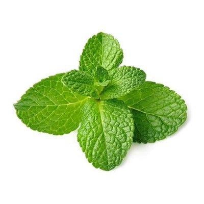 Fresh Mint Fragrance Oil - The Fragrance Room