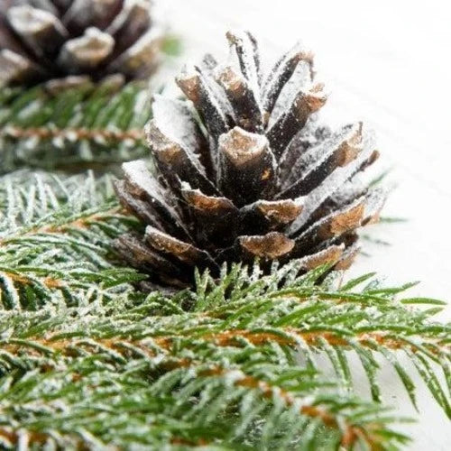 Fresh Pine & Fir Needle Fragrance Oil - The Fragrance Room