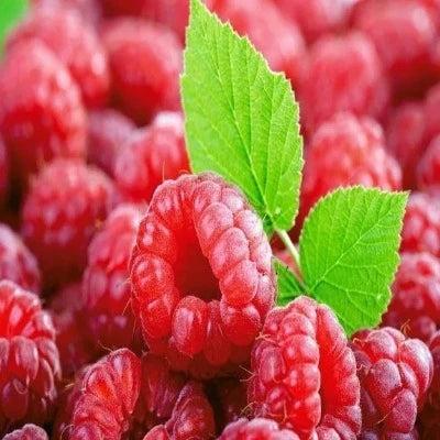 Fresh Raspberry Diffuser Oil Refill - The Fragrance Room