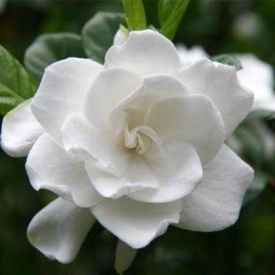 Gardenia Reed Diffuser Oil Refill - The Fragrance Room