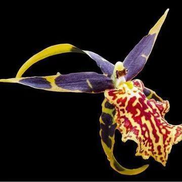 Gilded Orchid Fragrance Oil - The Fragrance Room