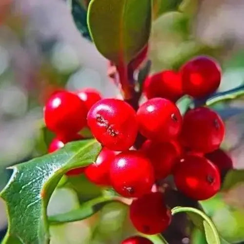 Holly Berry Fragrance Oil - The Fragrance Room