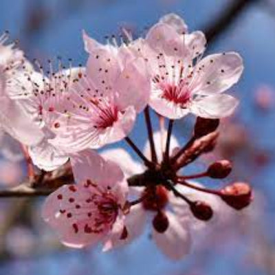 Vanilla Cherry Blossom Fragrance Oil