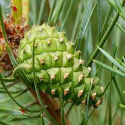 Gypsy Water Type Fragrance Oil