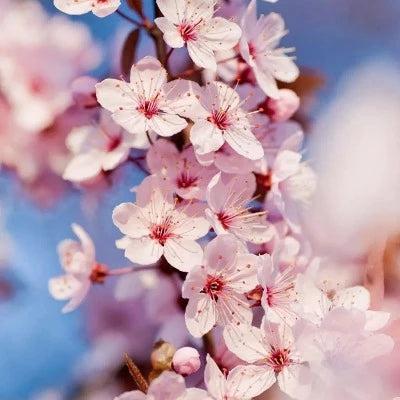 Japanese Cherry Blossom Diffuser Oil Refill - The Fragrance Room