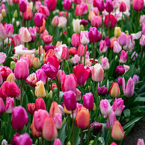 Pink Snowdrops Fragrance Oil