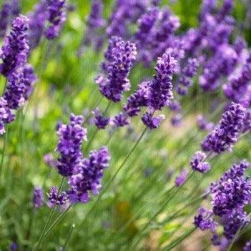 Lavender Fragrance Oil - The Fragrance Room