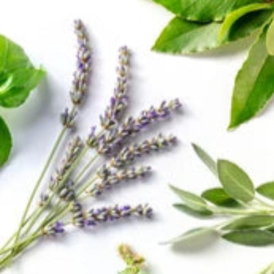 French Lavender Thyme Fragrance Oil