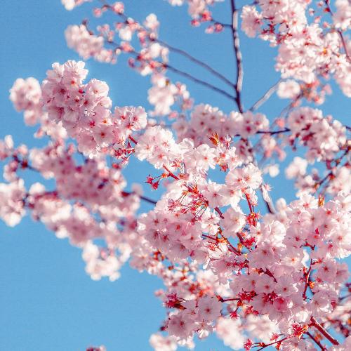 Cherry Blossom Type Fragrance Oil - The Fragrance Room