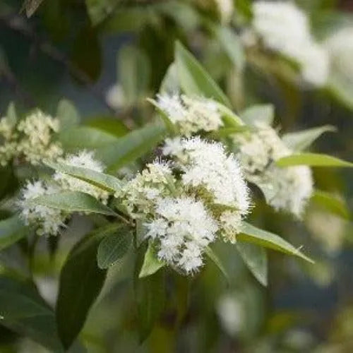 Lemon Myrtle Fragrance Oil - The Fragrance Room