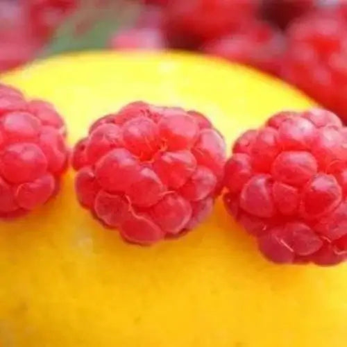 Lemon Raspberry Sugar Fragrance Oil - The Fragrance Room