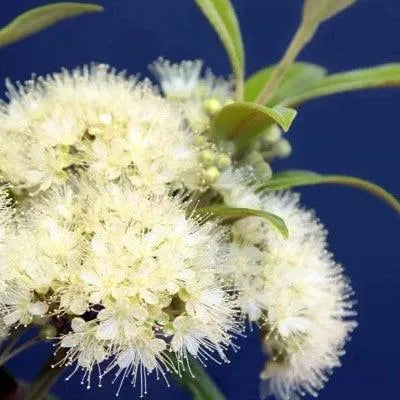 Lemon Scented Myrtle Fragrance Oil - The Fragrance Room