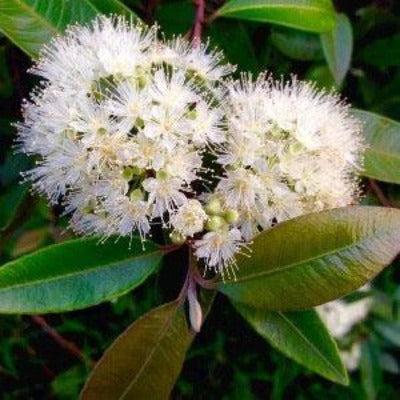 Lemon Scented Myrtle Reed Diffuser Refill – The Fragrance Room