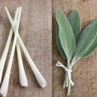 Lemongrass & Sage Reed Diffuser Oil Refill - The Fragrance Room