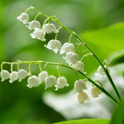 Lily of the Valley Diffuser Oil Refill - The Fragrance Room