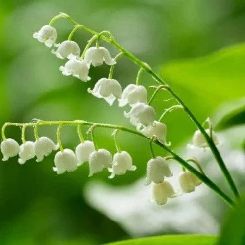 Lily Of The Valley Fragrance Oil - The Fragrance Room