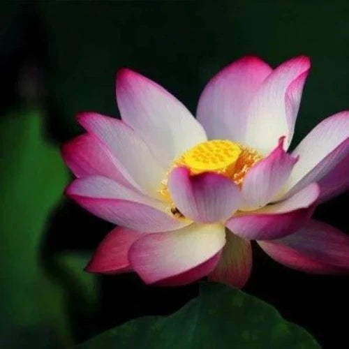 Lotus Flower Fragrance Oil - The Fragrance Room