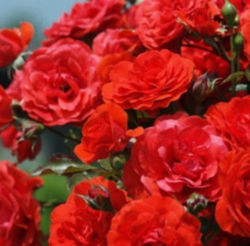 Mademoiselle de Paris Fragrance Oil