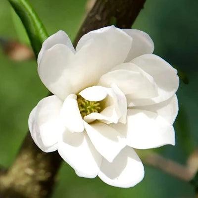 Magnolia In Bloom Fragrance Oil - The Fragrance Room