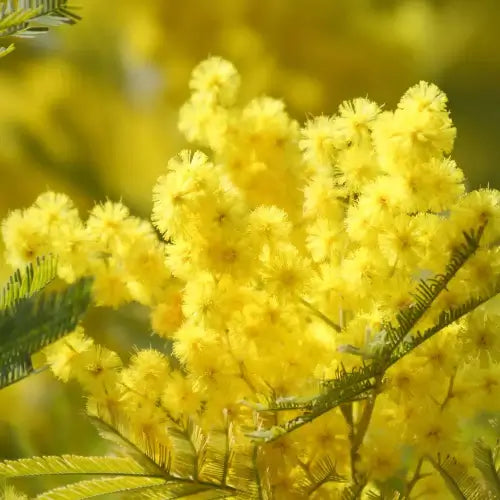 Egyptian Mimosa Fragrance Oil