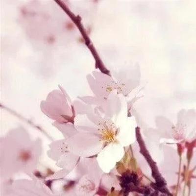 Peach Blossom Fragrance Oil - The Fragrance Room