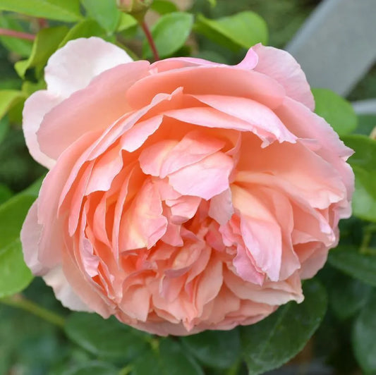 Peony Blossom & Peach Nectar Diffuser Oil Refill - The Fragrance Room