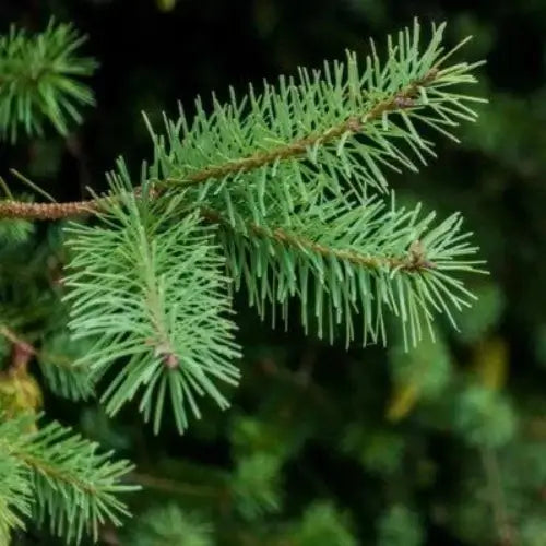 Pine Needles Fragrance Oil - The Fragrance Room