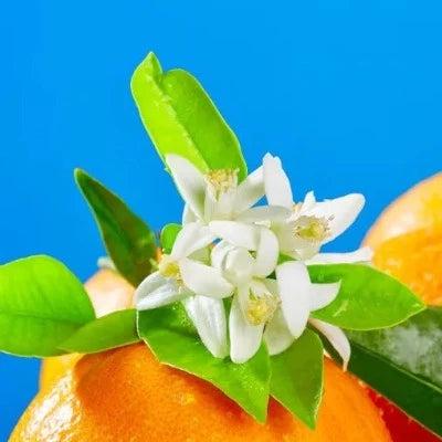 Portifino Citrus Blossom Fragrance Oil - The Fragrance Room