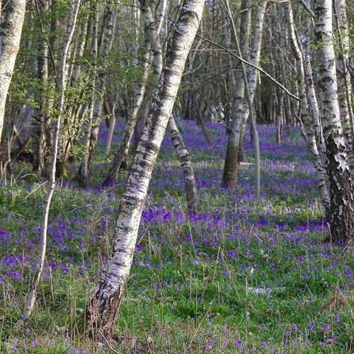 Lavender Birch Fragrance Oil