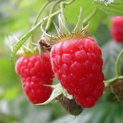 Ripened Raspberry Fragrance Oil - The Fragrance Room