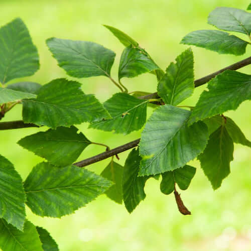 River Birch Fragrance Oil
