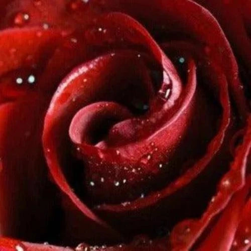 Rose Petals Fragrance Oil - The Fragrance Room