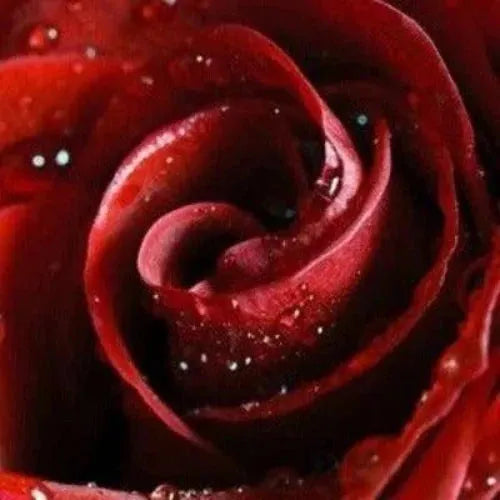 Rose Petals Fragrance Oil - The Fragrance Room