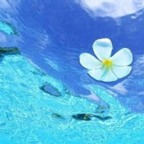 Sea Mist Waterlily Type Fragrance Oil - The Fragrance Room