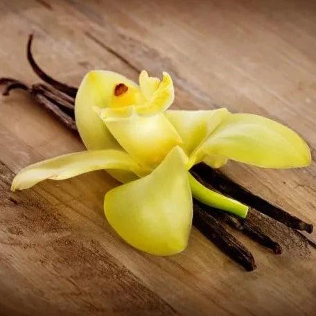 Vanilla & Cedarwood Fragrance Oil - The Fragrance Room