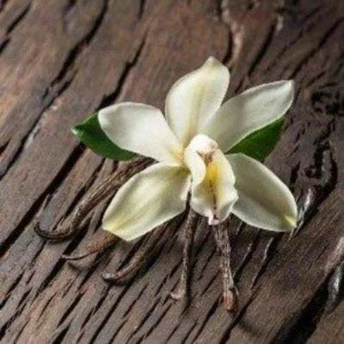 Vanilla Bean Fragrance Oil - The Fragrance Room