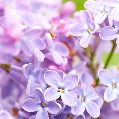 White Lilac Lavender Fragrance Oil - The Fragrance Room